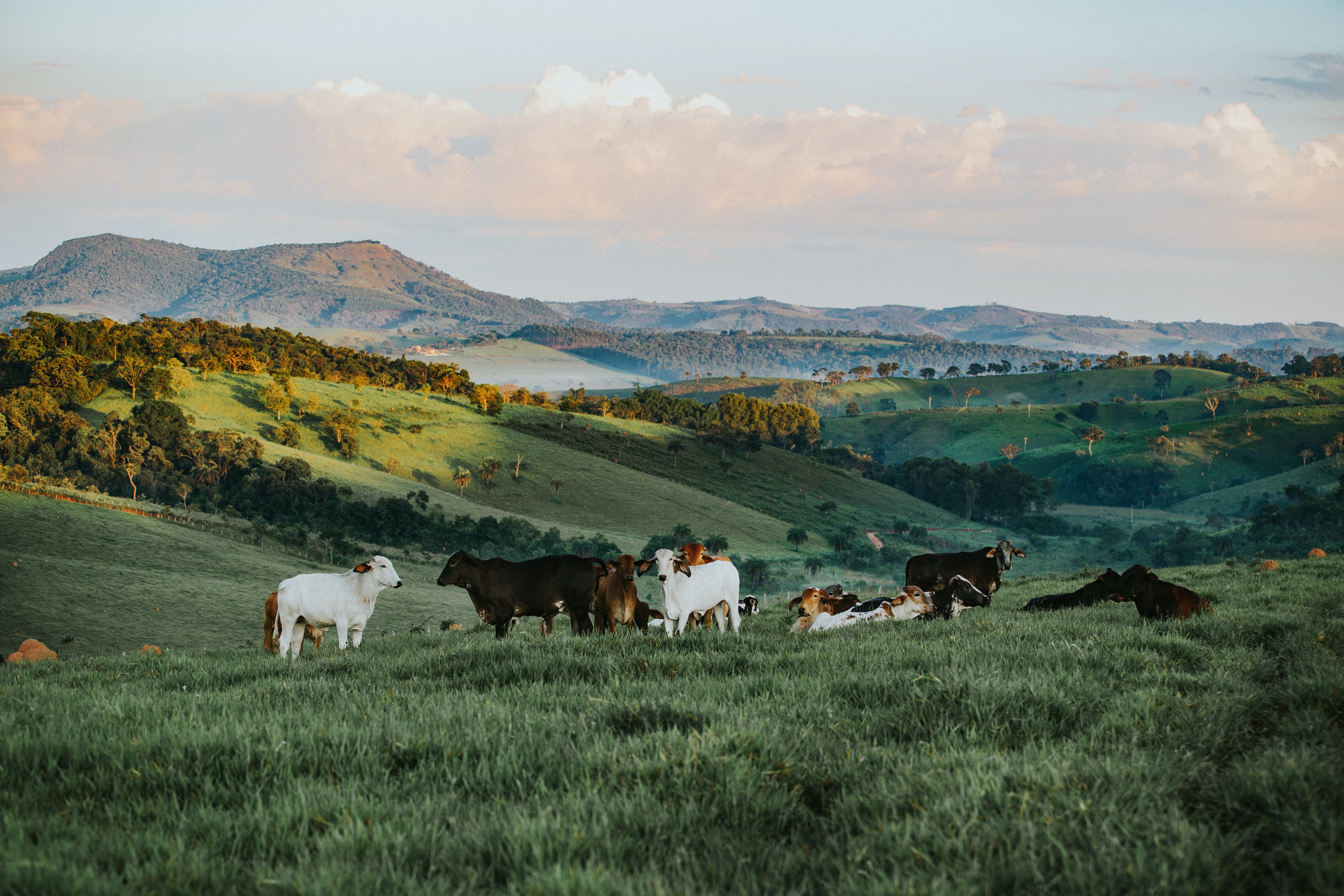 Geofield Conditioner: Protecting Farms and Wildlife from EMF Pollution ...