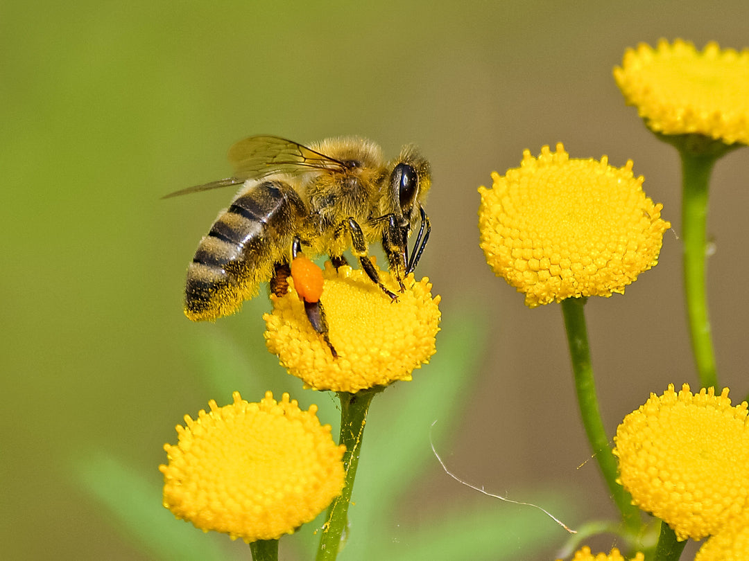 EMF Radiation's Impact on Wildlife: Disappearing Bees and Birds